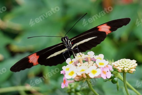 Preview: Small postman (Heliconius erato)