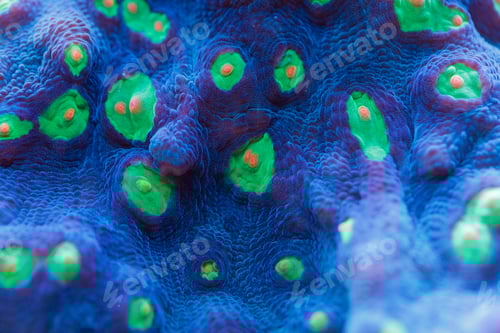 Preview: Macro shot of delicate pink coral polyps blooming on a reef, surrounded by marine life