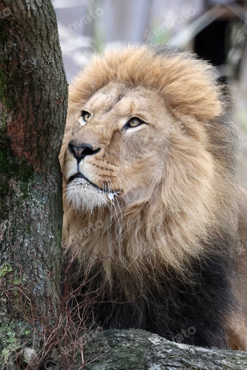 Preview: Lion (Panthera Leo) close up view