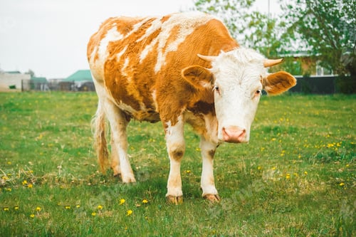 Preview: A cow with red spots grazes on a green meadow. Large mammal with horns.