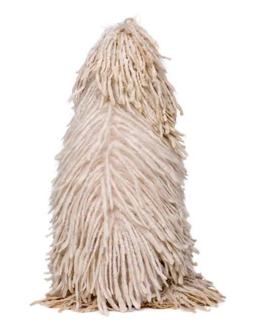 Preview: Rear view of White Corded standard Poodle sitting in front of white background