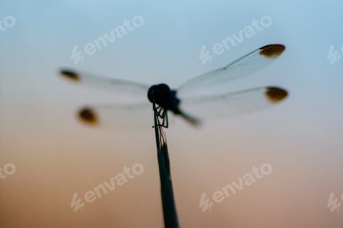 Preview: Dragonfly perching on the little flower