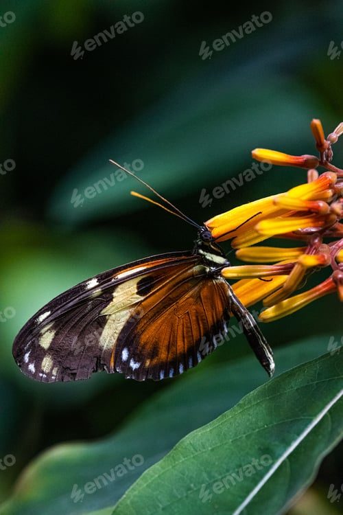 Preview: Vibrant butterfly perched on a delicate orange and white flower.