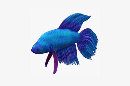 Preview: Lateral view of betta splendens with extended fins