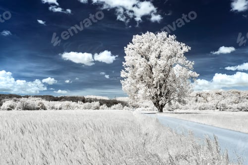 Preview: Infrared shot of a single tree in a grassy field near a wheat field under the beautiful cloudy sky