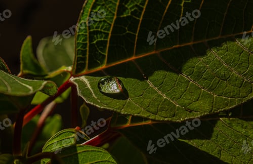 Preview: Macro Waterdrop after the rain on a green leave, selective focus.