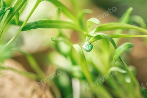 Preview: green seedling growing out of soil