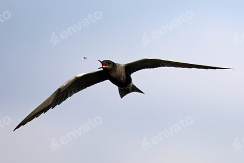 Preview: Black tern (Chlidonias niger)