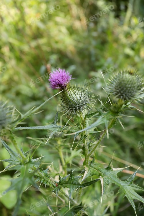 Preview: Spear Thistle Cirsium vulgare blossom