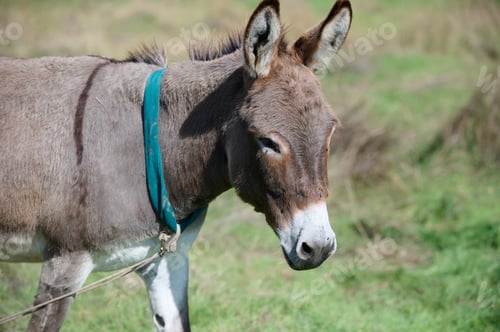 Preview: A brown donkey with tall ears standing in a green field. The blurred background enhances the focus