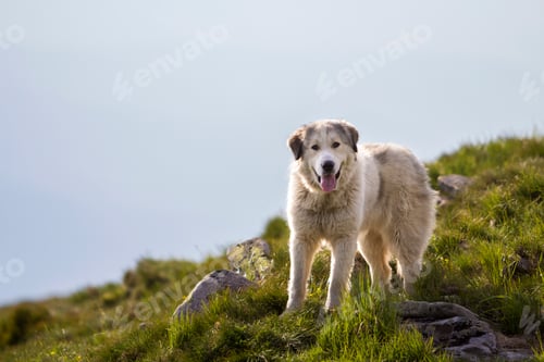 Preview: Big white shaggy grown clever shepherd dog