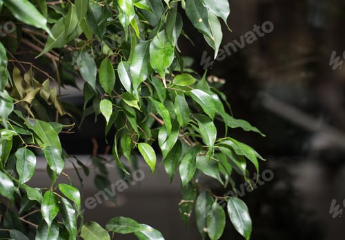 Preview: Green laurel tree branch closeup.