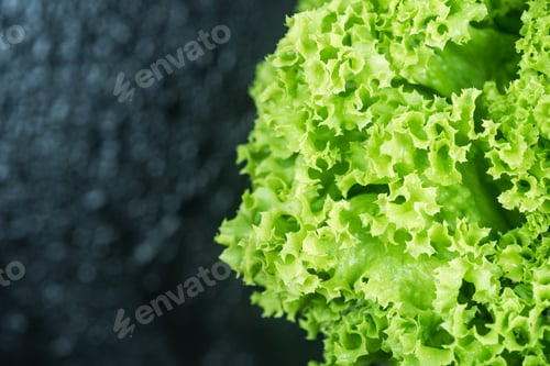 Preview: Fresh lettuce close up, border background