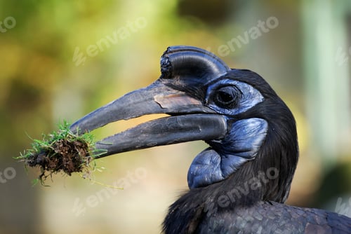 Preview: Ground Hornbill