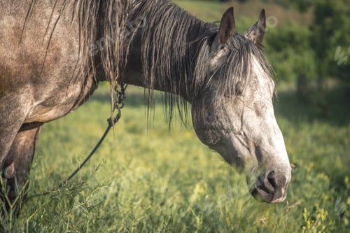 Preview: Grey horse in the green field