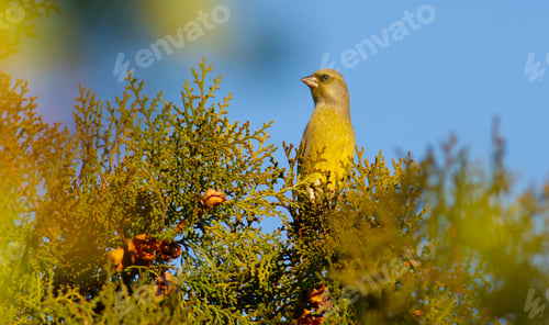 Preview: Greenfinch, Chloris chloris. A bird sits on the branches of a thuja