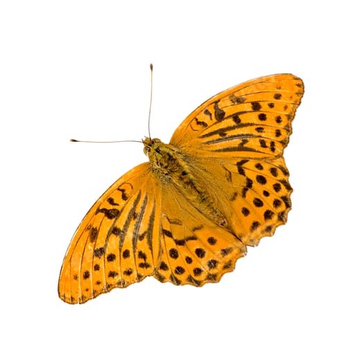 Preview: Silver Washed Fritillary Butterfly