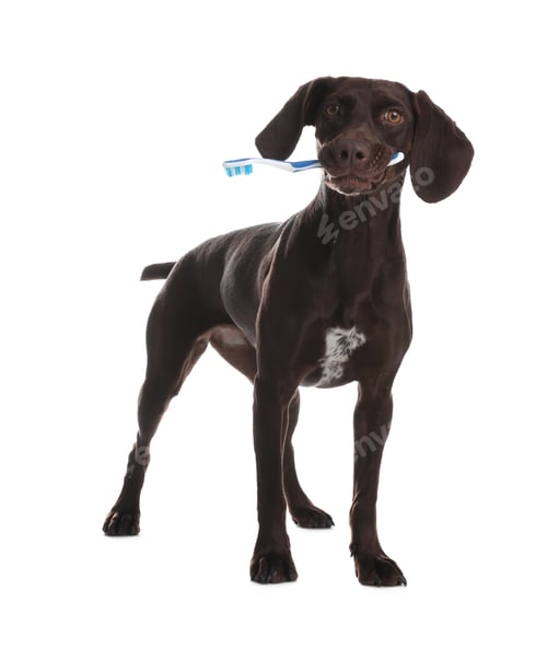 Preview: Adorable German Shorthaired Pointer dog with toothbrush on white background