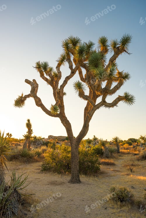 Preview: Joshua Tree National Park