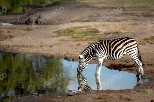 Preview: Zebra, Equus quagga, drinking from a dam or water hole.