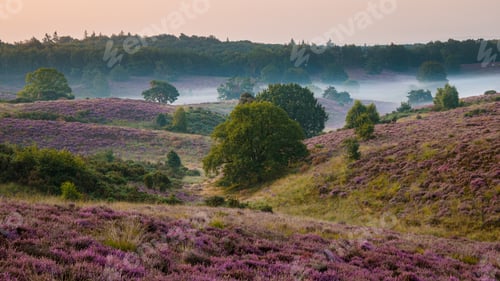 Preview: Posbank National park Veluwe, purple pink heather in bloom, blooming heater on the Veluwe