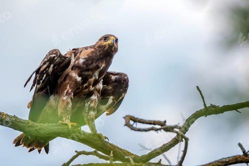 Preview: Greater spotted eagle or Clanga clanga