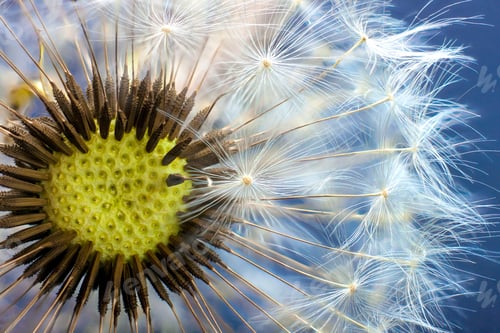 Preview: Dandelion flower seed closeup with blurred background