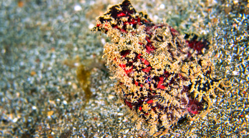 Preview: Frogfish, Lembeh, Indonesia