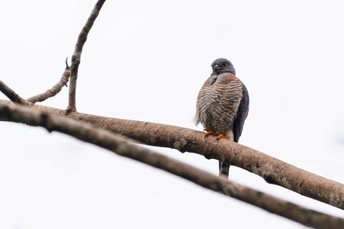 Preview: Hawk resting on the trunk of a yarumo against the light. Species Double toothed kite.