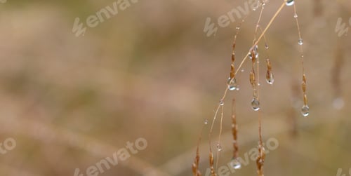 Preview: Closeup of dews on dry plants outdoors