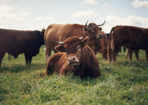 Preview: Hanging out with my favourite herd