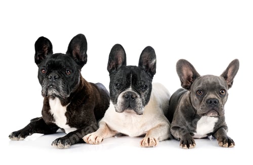 Preview: french bulldogs in studio
