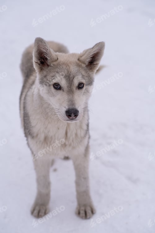 Preview: Stray beautiful dog in the snow on a cold winter day.