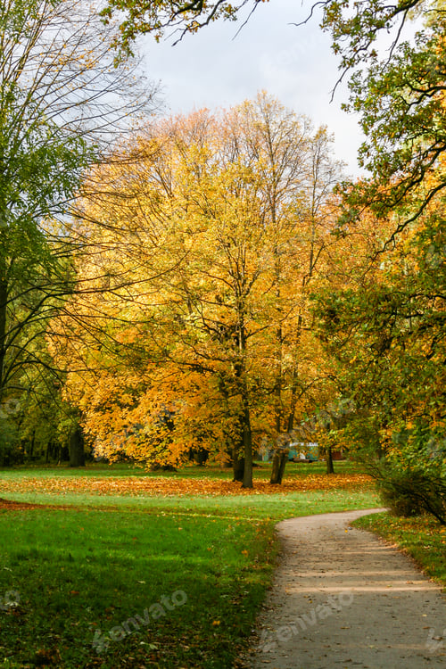 Preview: Yellow autumn trees in the park