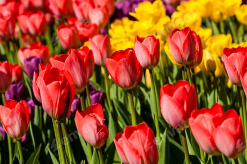 Preview: Spring field of colorful tulips