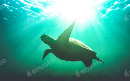 Preview: Silhouette of sea turtle swimming underwater in Galapagos national park