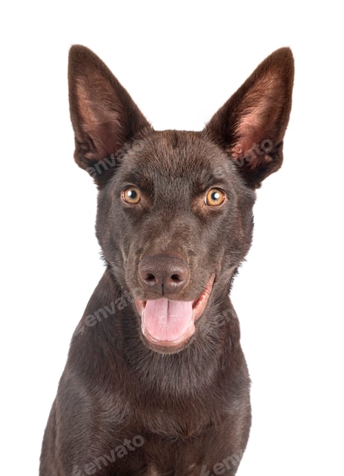 Preview: Australian Kelpie in studio
