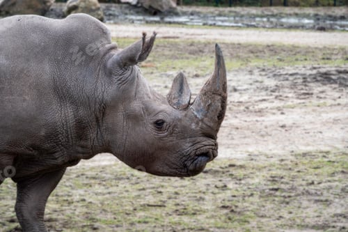 Preview: closup rhino with lttle blurry background wildlife