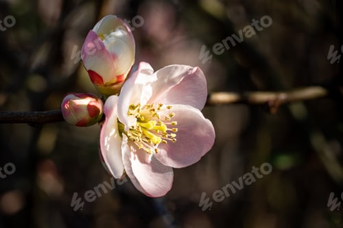 Preview: Closeup of Chinese quince flowers on a branch in a field under the sunlight with a blurry background