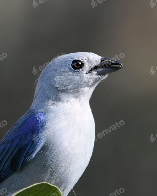 Preview: Close-up shot of a blue tanager perched atop a tree branch