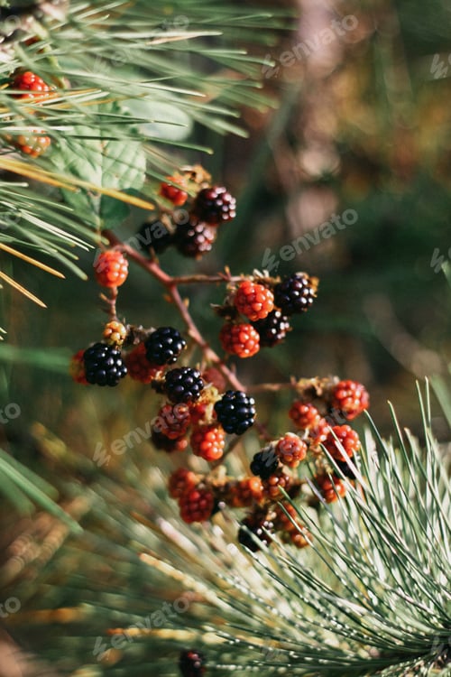 Vista previa: branch of red and black blackberries. Natural light