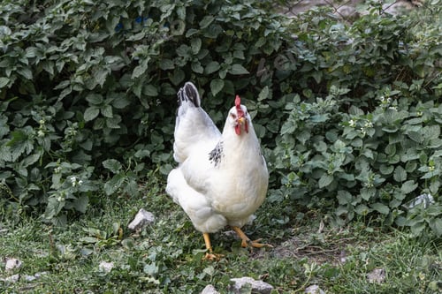 Preview: Healthy free range white chicken walking on grass