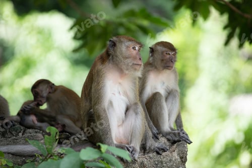 Preview: Macaque monkeys in the forest.