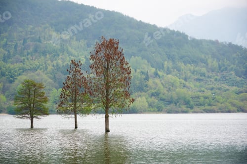 Preview: flooded three lonely trees landscape at springtime. smooth water.