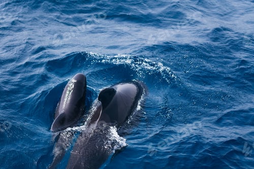 Preview: pilot whale swimming next to its newborn calf