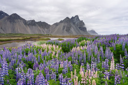 Preview: Summer landscape with blooming lupine in Iceland