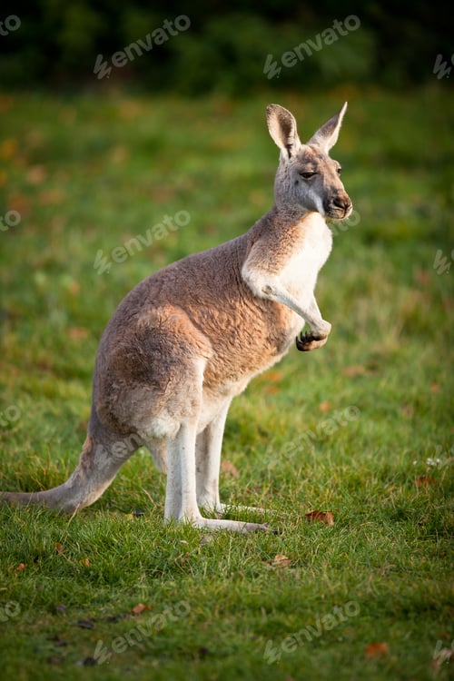 Preview: KANGAROO