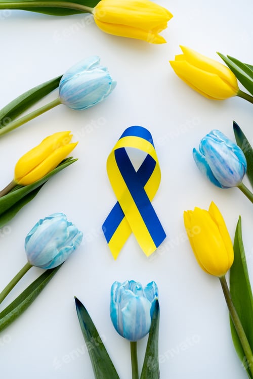 Preview: Top view of blue and yellow ribbon near tulips on white background