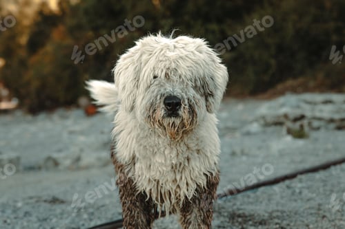 Visualização: long-haired dog on the banks of a river