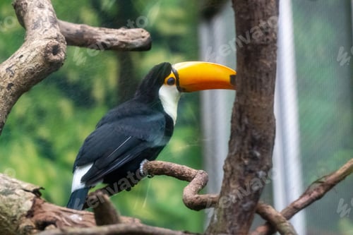 Preview: a toucan sits on a branch, with a yellow beak